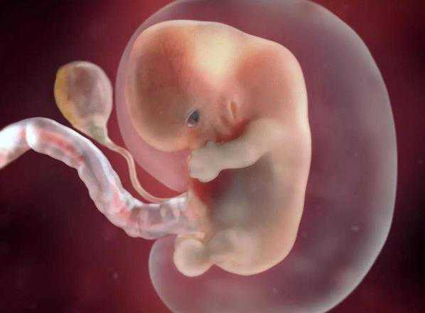 代怀宝宝价格多少_代怀的服务哪家好_4bb级囊胚会有染色体缺失的情况吗？